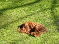 07 - Die Affen haben viel Platz - Sonnenbad eines Orang Utans
